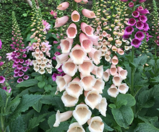 1631850943527044.jpg image.jpg