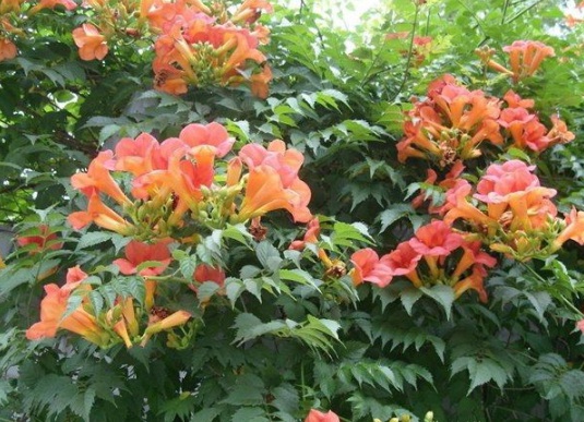 1631853953220751.jpg image.jpg