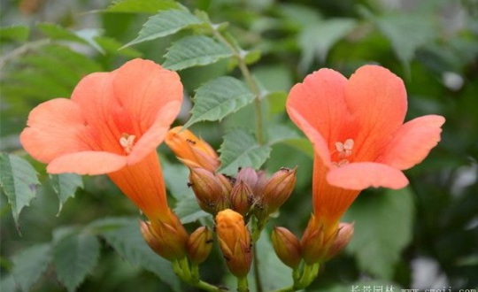 1631853965700929.jpg image.jpg