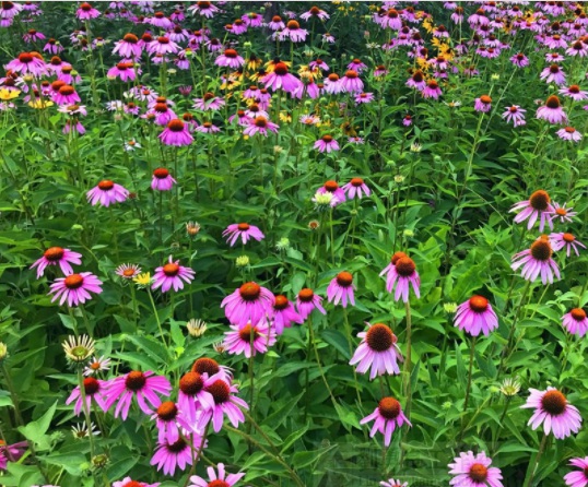 1631855268545482.jpg image.jpg