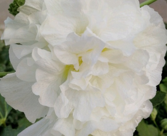 1631855467219826.jpg image.jpg