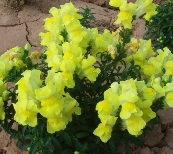 1631862170849800.jpg image.jpg