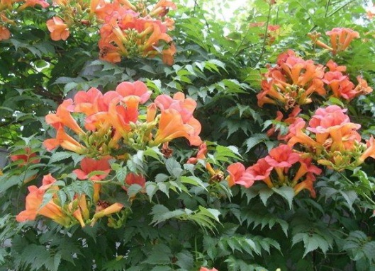 1631866642922165.jpg image.jpg