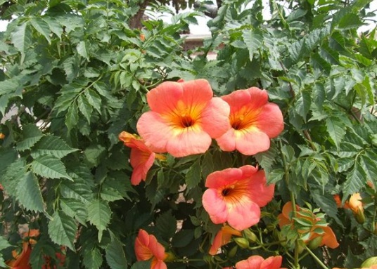 1631866663761774.jpg image.jpg