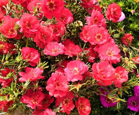 1631866933516536.jpg 1631866933516536.jpg