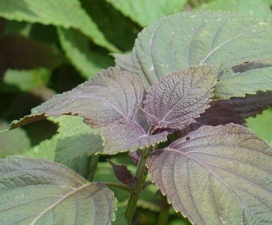 1631888737183700.jpg 1631888737183700.jpg