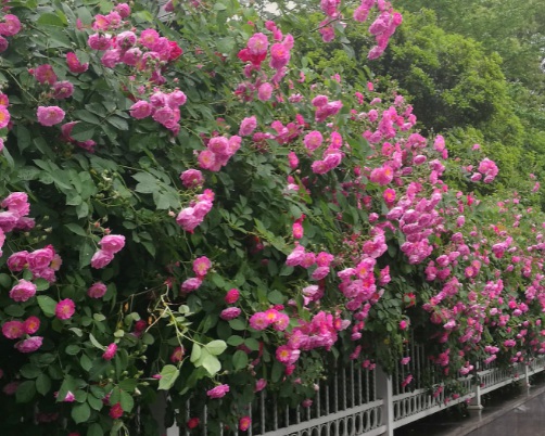 1631889109148354.jpg image.jpg