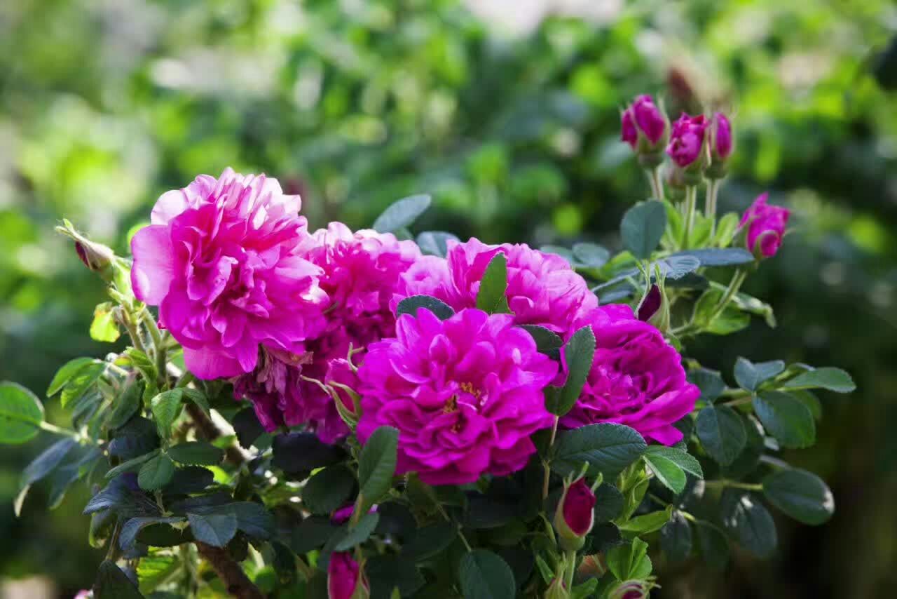 1631972389619973.jpg 1631972389619973.jpg