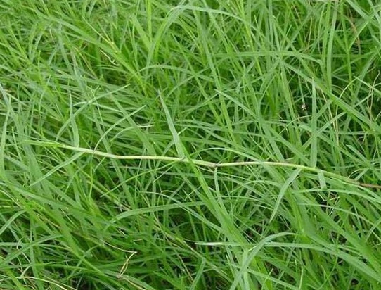 1632266545415135.jpg image.jpg