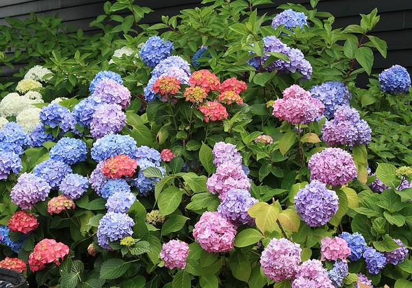 1632270877924154.jpg image.jpg