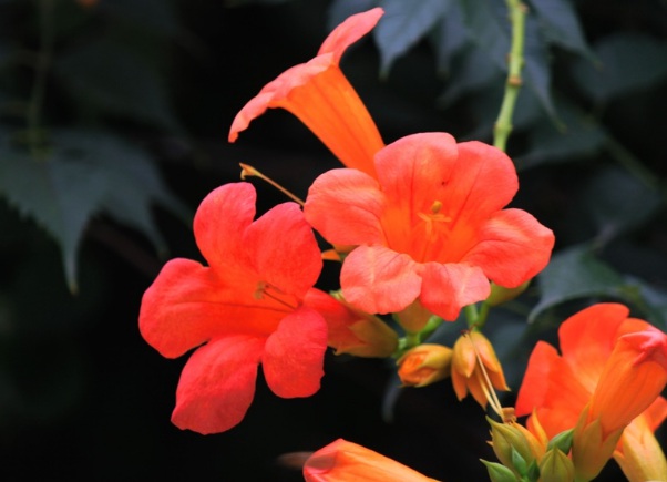 1632272836416793.jpg image.jpg