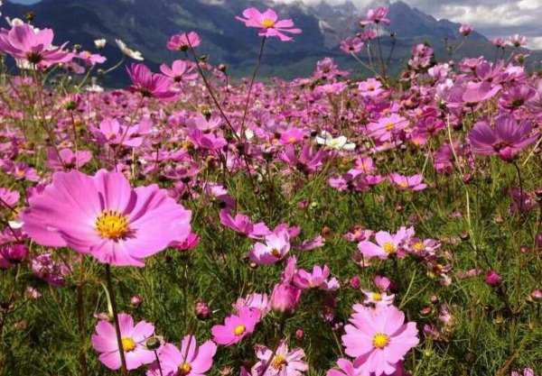 1632273240367051.jpg image.jpg