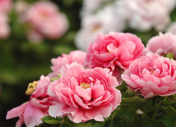 1632277287474029.jpg 1632277287474029.jpg