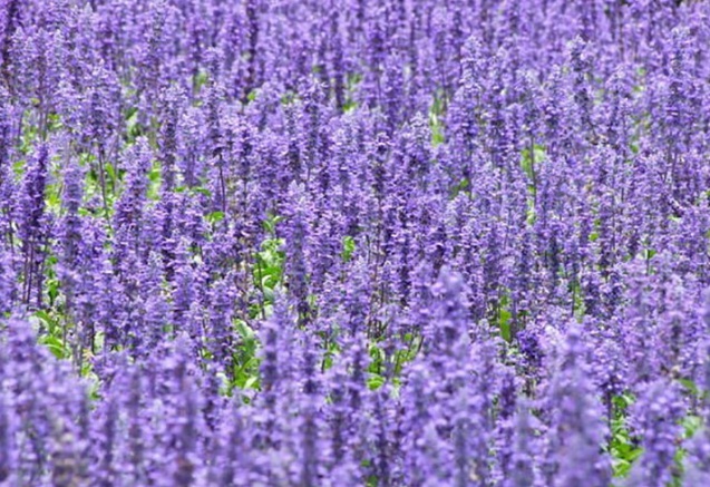 1632280773181417.jpg 1632280773181417.jpg