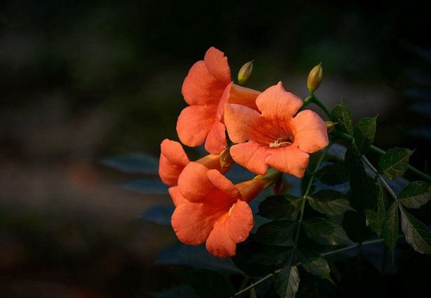 1632282666690291.jpg 1632282666690291.jpg