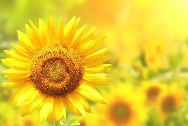 1632285169775651.jpg image.jpg