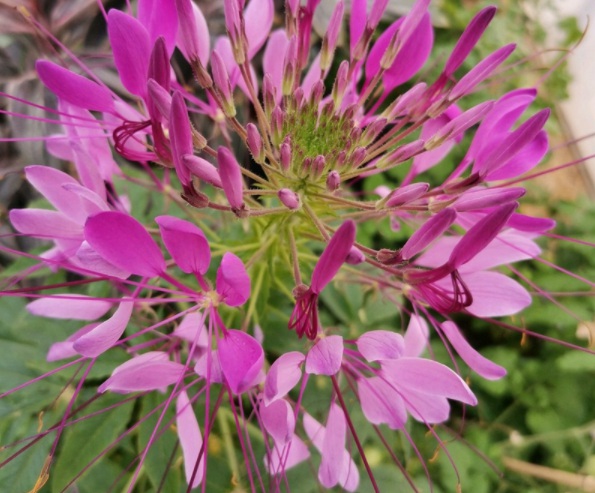 1632285977843030.jpg image.jpg