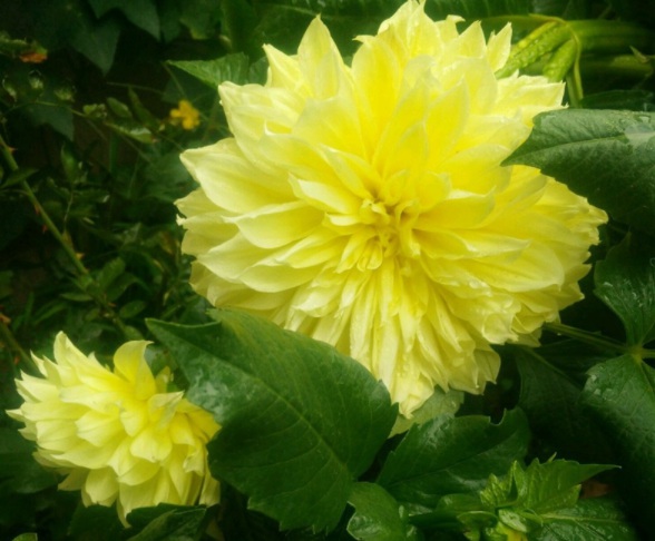 1632286133673998.jpg image.jpg