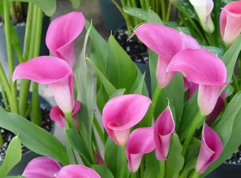 1632286178521917.jpg 1632286178521917.jpg