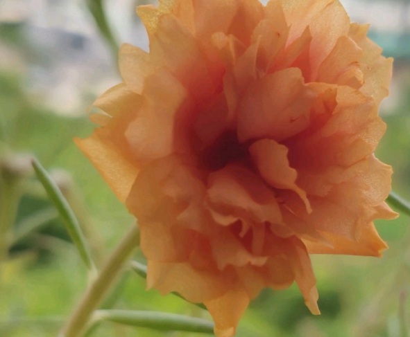 1632286533429548.jpg image.jpg