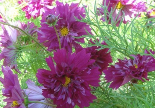 1632286925571338.jpg image.jpg