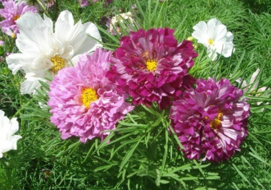 1632286935675127.jpg image.jpg