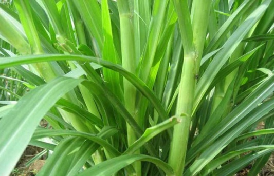 1632288035586111.jpg image.jpg