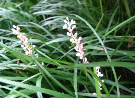 1632288174476894.jpg image.jpg