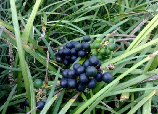 1632288183111375.jpg image.jpg