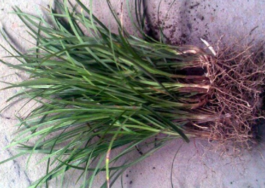 1632289714610122.jpg image.jpg