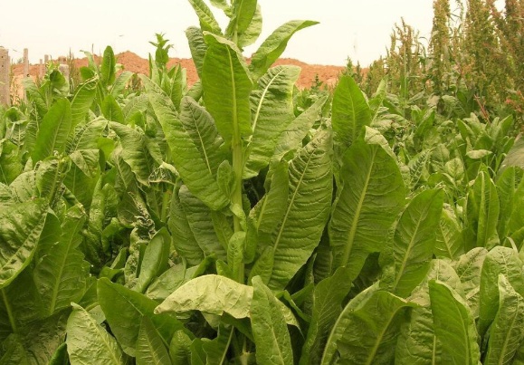 1632289939302653.jpg image.jpg