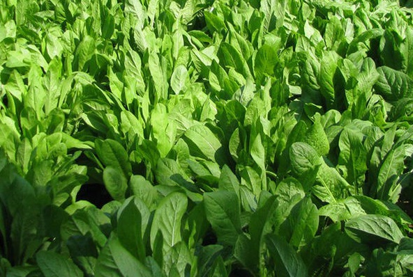 1632289958198311.jpg image.jpg