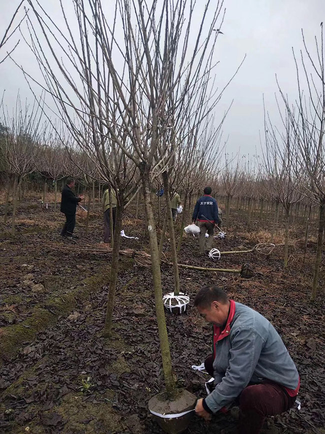 日本櫻花 日本櫻花