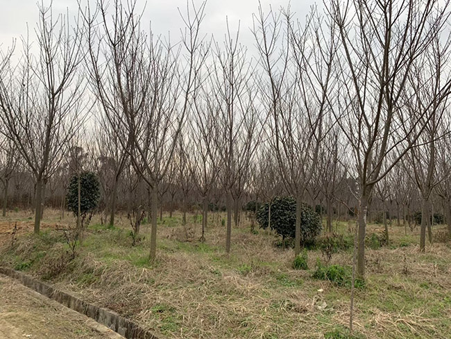 日本櫻花 日本櫻花