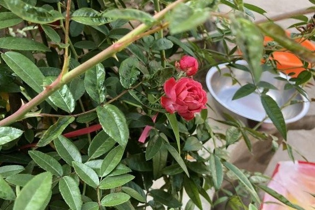 1632305703221419.jpg 圖片.jpg