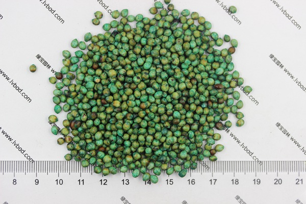 甜高粱種子 甜高粱種子