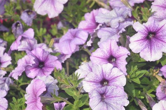 1614061388488611.jpg 1614061388488611.jpg