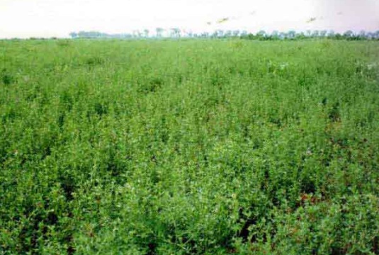 1632364584505999.jpg image.jpg