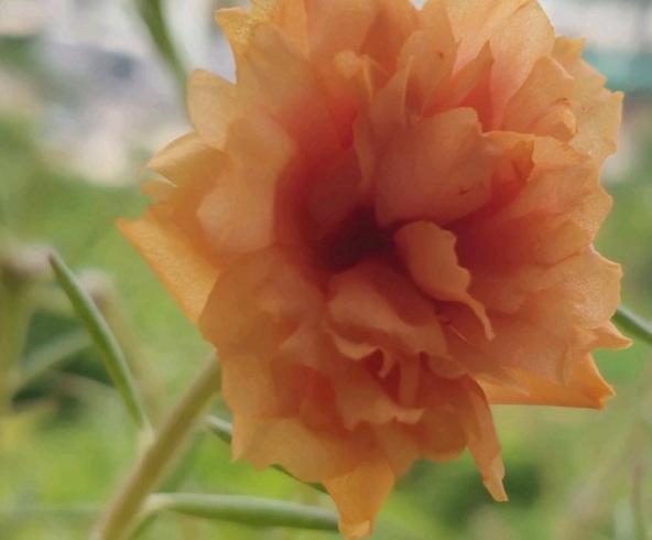 1632365108681175.jpg image.jpg