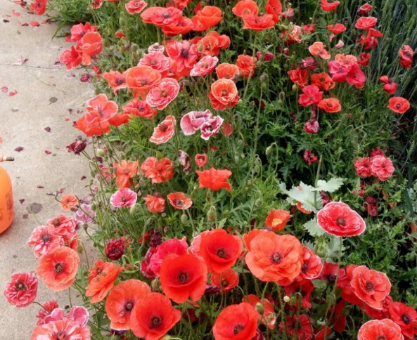 1632365170732730.jpg image.jpg