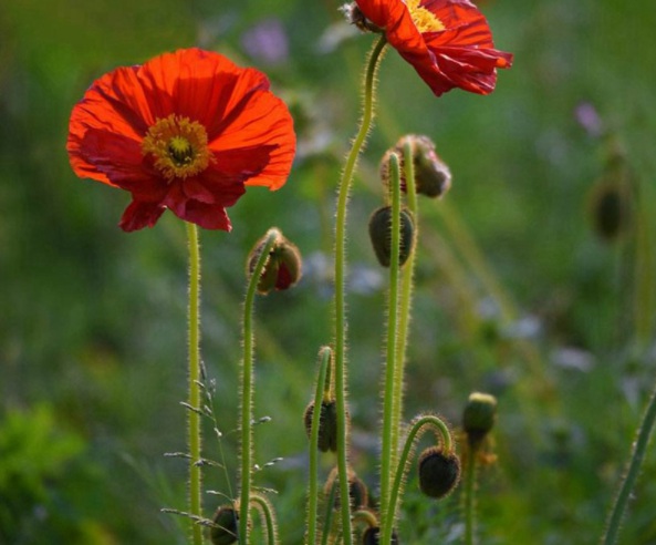 1632365195186541.jpg image.jpg