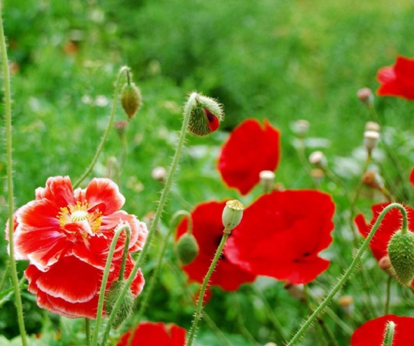 1632365215297883.jpg image.jpg