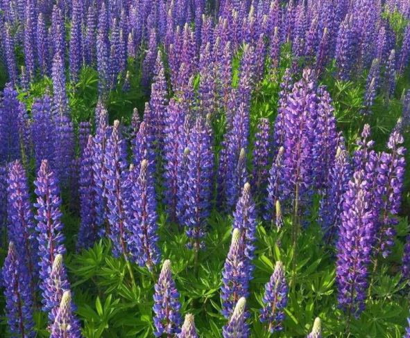 1632366514150709.jpg image.jpg