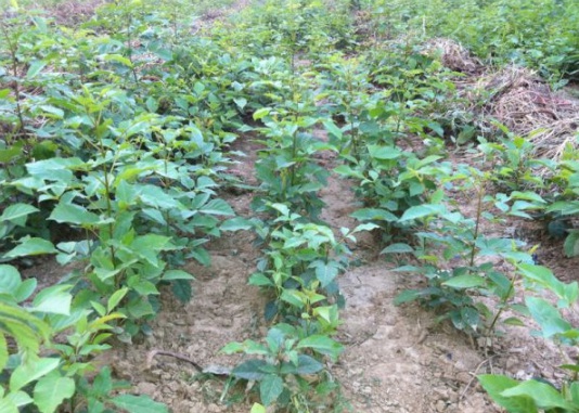 1632366734847740.jpg image.jpg