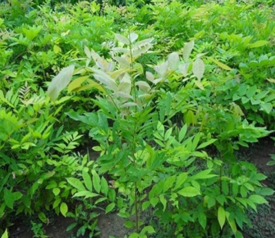 1632366744978112.jpg image.jpg