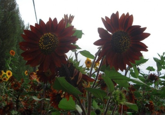 1632366796309709.jpg image.jpg