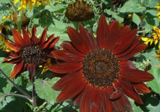 1632366806252969.jpg image.jpg