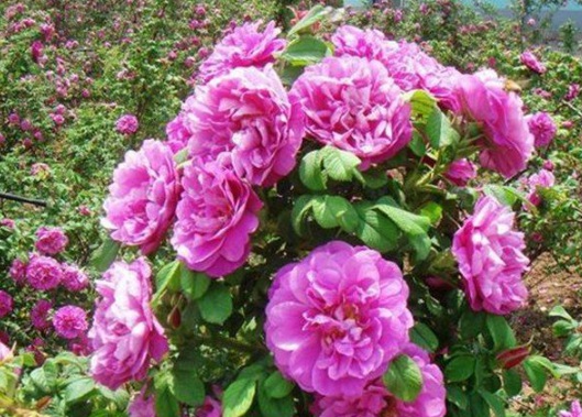 1632366869769458.jpg image.jpg