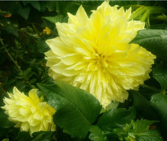 1632367236852395.jpg image.jpg