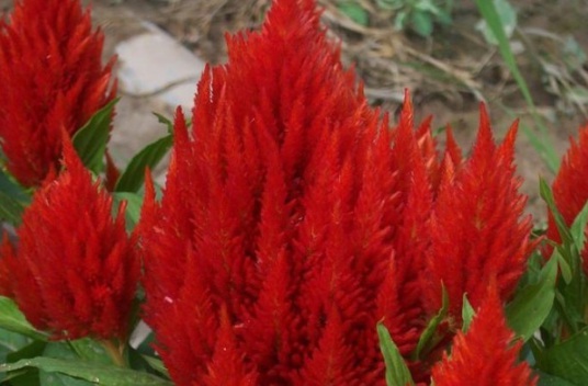 1632367641658228.jpg image.jpg